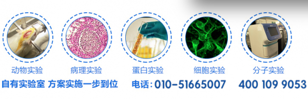 北京实验动物大鼠小鼠代养服务