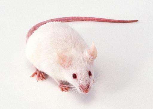 北京实验动物大鼠小鼠代养服务价格低