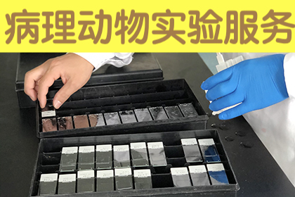 动物病理实验服务 动物病理实验服务