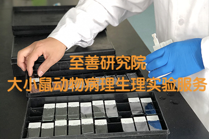 北京小鼠膜片钳多通道电生理芯片电极植入术动物实验技术服务