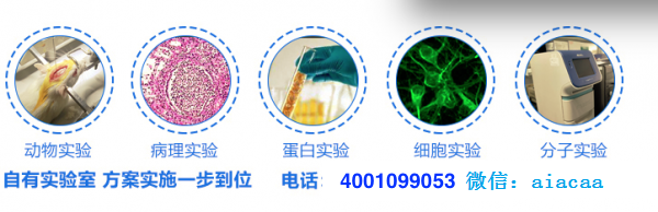 疾病肺癌肿瘤荷瘤小鼠模型构建造模建立实验动物外包服务 疾病肺癌肿瘤荷瘤小鼠模型构建造模建立实验动物外包服务