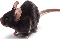 【5xFAD小鼠实验动物5*FAD小鼠价格优】