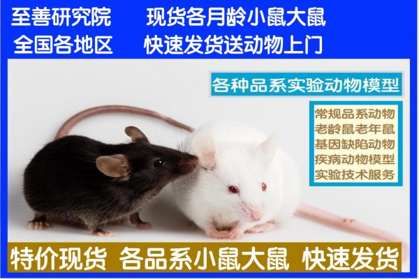 【现货神经科学小鼠模型购买价格低】